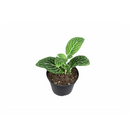 lucky plants for new year eve, feng shui plants for living room, feng shui plants for home, white nerve plants