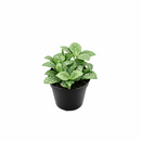 lucky plants for new year eve, feng shui plants for living room, feng shui plants for home, white nerve plants