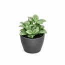 lucky plants for new year eve, feng shui plants for living room, feng shui plants for home, white nerve plants