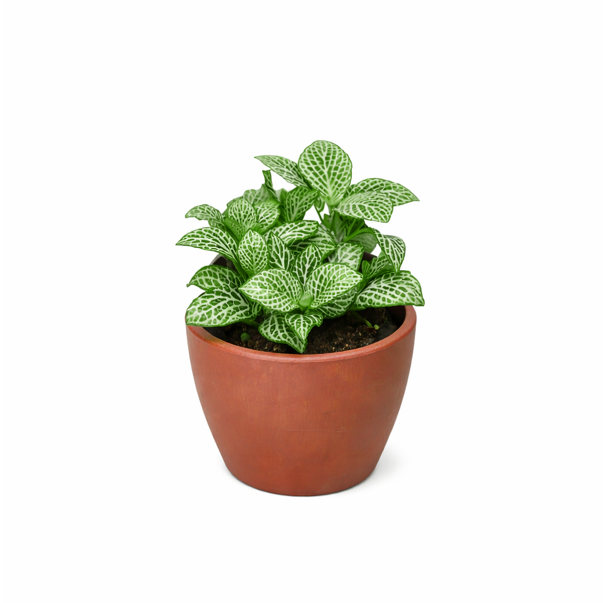 lucky plants for new year eve, feng shui plants for living room, feng shui plants for home, white nerve plants
