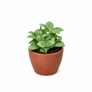 lucky plants for new year eve, feng shui plants for living room, feng shui plants for home, white nerve plants