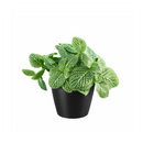 lucky plants for new year eve, feng shui plants for living room, feng shui plants for home, white nerve plants