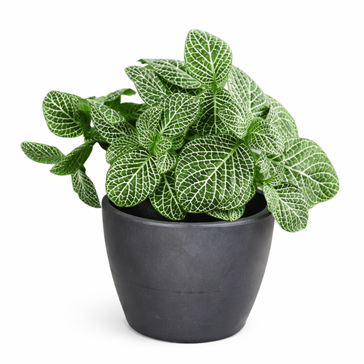 lucky plants for new year eve, feng shui plants for living room, feng shui plants for home, white nerve plants