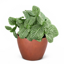 lucky plants for new year eve, feng shui plants for living room, feng shui plants for home, white nerve plants