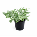 lucky plants for new year eve, feng shui plants for living room, feng shui plants for home, white nerve plants