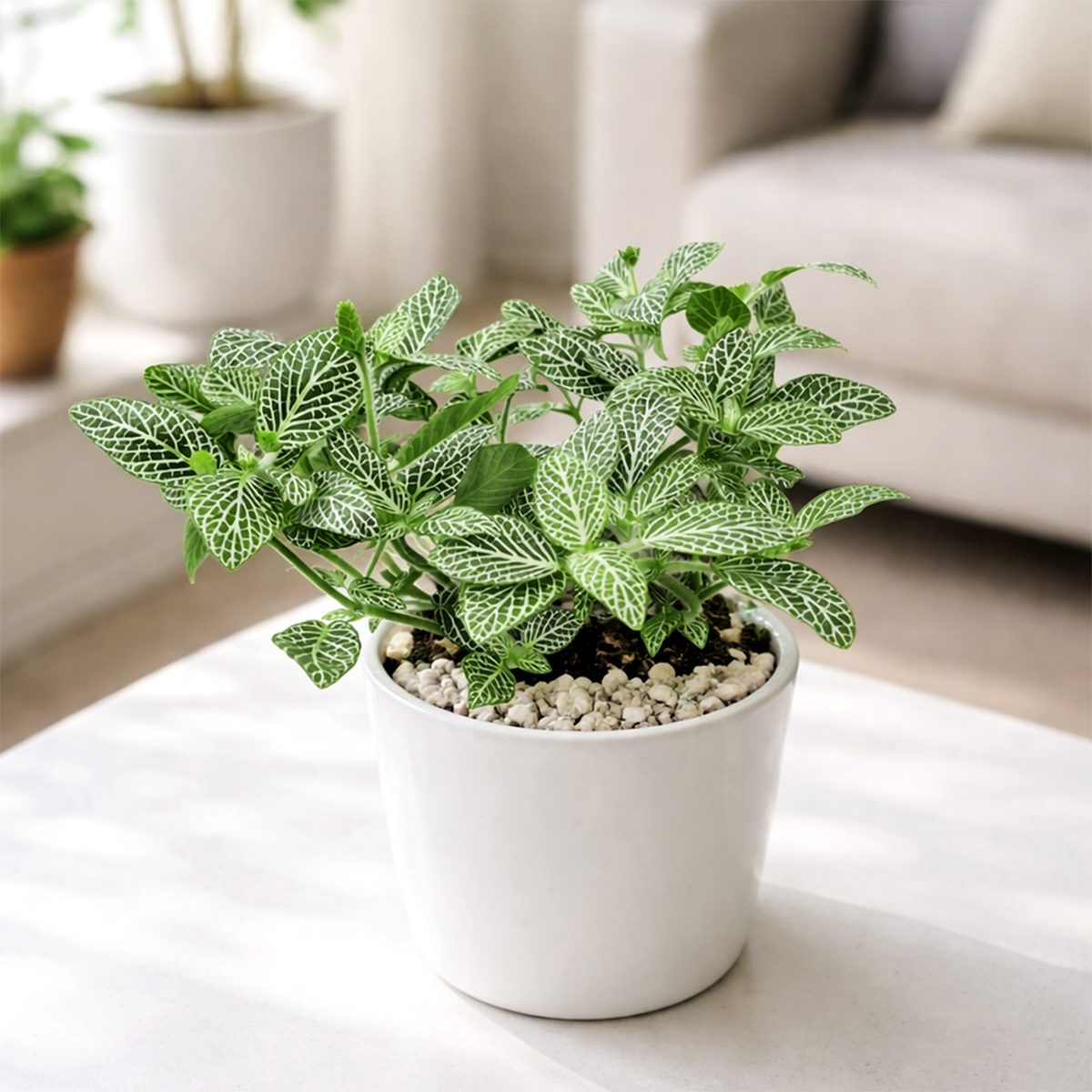 lucky plants for new year eve, feng shui plants for living room, feng shui plants for home, white nerve plants