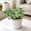 lucky plants for new year eve, feng shui plants for living room, feng shui plants for home, white nerve plants