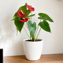 Potted red flower on a wooden coffee table in a living room