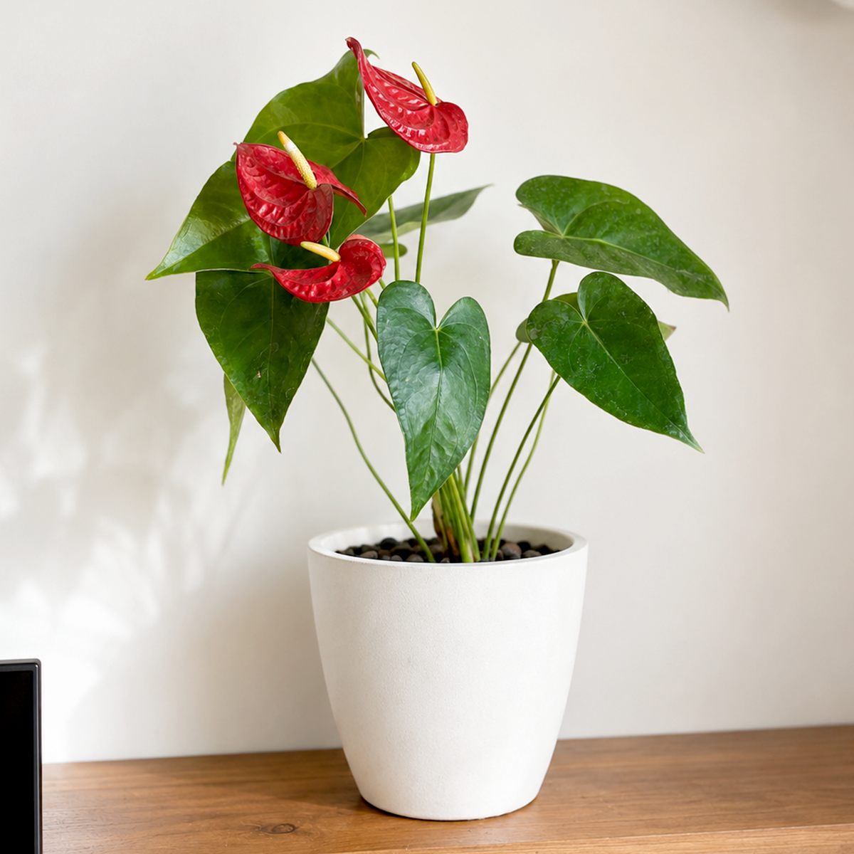 Buy medium Flamingo Flower online. The Flamingo Flower is a beautiful tropical houseplant known for its glossy green foliage and long-lasting, vibrant blooms. It grows best in bright, indirect light with evenly moist, well-draining soil and appreciates moderate to high humidity. This elegant plant adds a colorful, exotic touch to homes, offices, and indoor plant collections.