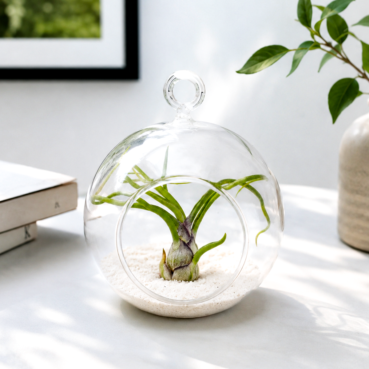 Small 4-inch glass bubble terrarium with white sand, Flat Bottom Hanging Terrarium (White Sand) for sale, air plant terrarium with white sand, modern suspended glass terrarium, decorative hanging plant display, minimalist glass orb planter, indoor air plant terrarium decor