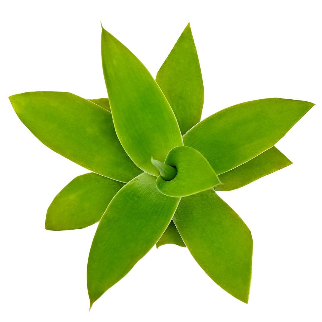 2 inch Foxtail Agave, Agave attenuata, Live Foxtail Agave plant, Thornless Agave succulent