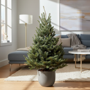 Fraser Fir Christmas Tree with Stand, 	
best christmas trees, buy christmas trees online, real christmas tree, live Fraser Fir Christmas Tree for sale, holiday decoration