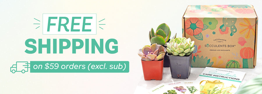 Free Shipping Succulents Box