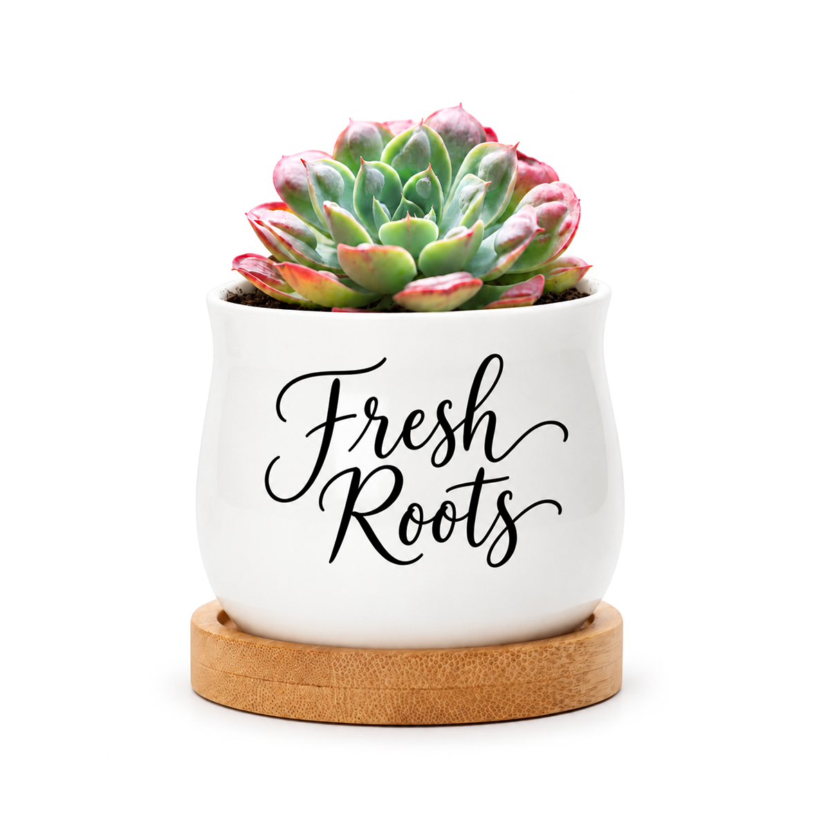buy succulent pot - fresh roots online, compact white ceramic vessel, natural bamboo drainage tray included, versatile mini pot for plants or candles, charming decorative piece