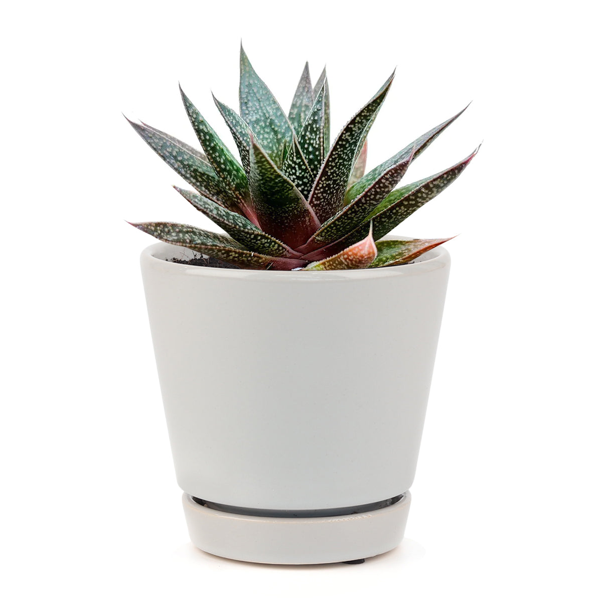 spiky aloe succulent plant Gasteria Flow Lace Aloe Succulent Plant