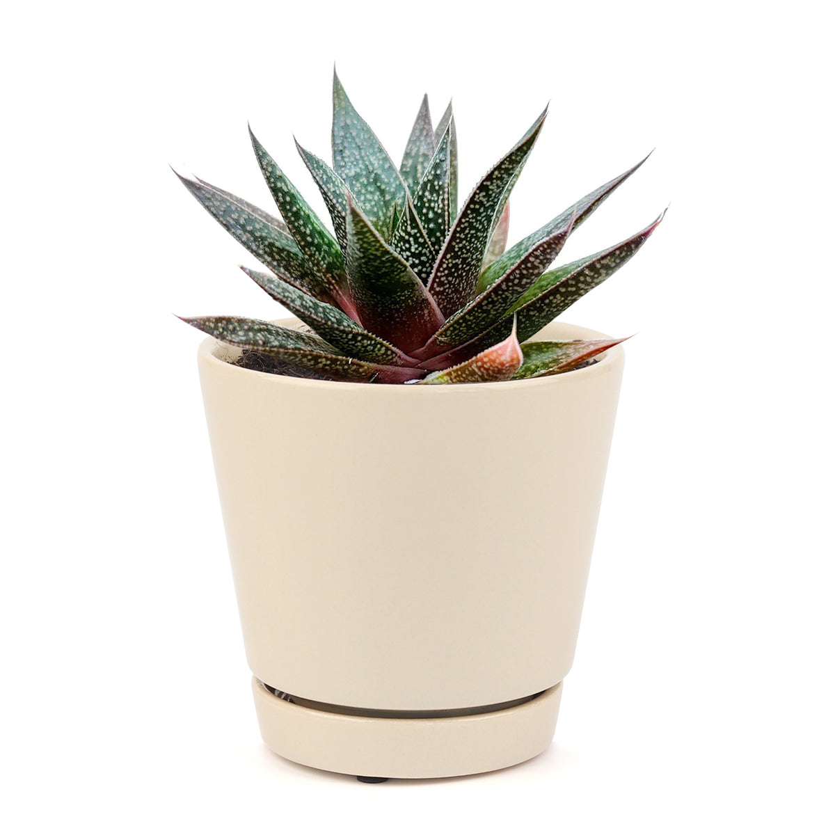 succulent subscription, succulents store in CA, Gasteria Flow Aloe in California, How to grow Gasteria Flow Aloe, Lace Aloe