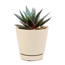 Succulents shop near me, succulent plant, monthly succulents, indoor succulents, succulent subscription, succulents store in CA