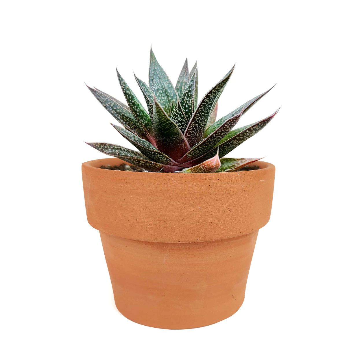 Succulents shop near me, succulent plant, monthly succulents, indoor succulents, succulent subscription, succulents store in CA