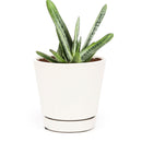 green succulent, succulent box, delivery box, succulent species, succulent garden, diy succulent, cactus green, garden gift