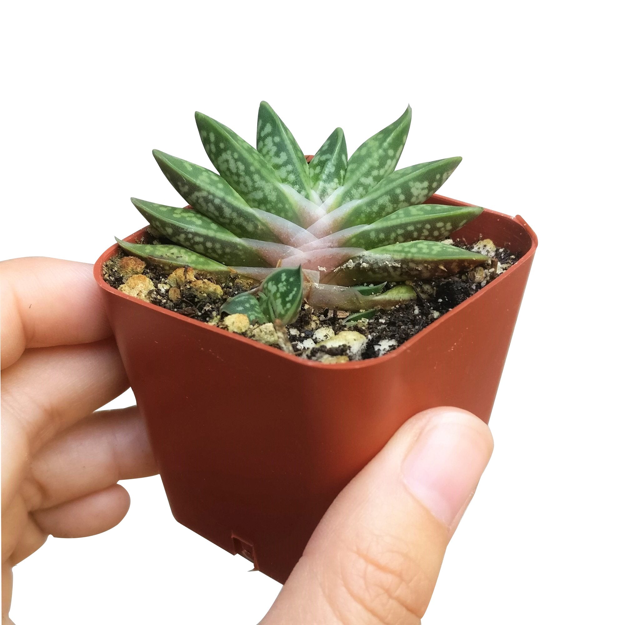 warty succulent Gasteria Little Warty Succulent - Unique Texture Low Maintenance Plant