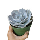 Ghost echeveria for sale, succulents garden, succulent care, succulent plant, succulent care tips, succulents shop in California, cactus, succulents store in CA, indoor succulents, Ghost echeveria in California, How to grow Ghost echeveria, Growing succulents for thanksgiving, echeveria, echeveria succulent, echeveria types, succulent echeveria, buy succulents online, succulent shop, succulent store, echeveria plant, indoor succulents