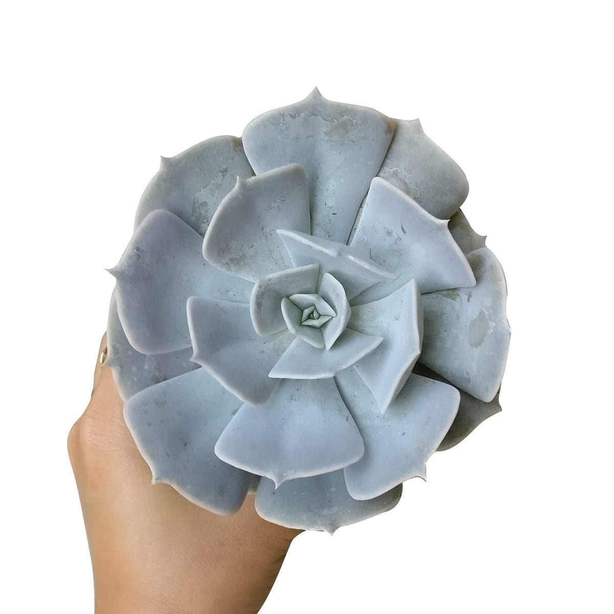 Ghost echeveria for sale, succulents garden, succulent care, succulent plant, succulent care tips, succulents shop in California, cactus, succulents store in CA, indoor succulents, Ghost echeveria in California, How to grow Ghost echeveria, Growing succulents for thanksgiving, echeveria, echeveria succulent, echeveria types, succulent echeveria, buy succulents online, succulent shop, succulent store, echeveria plant, indoor succulents