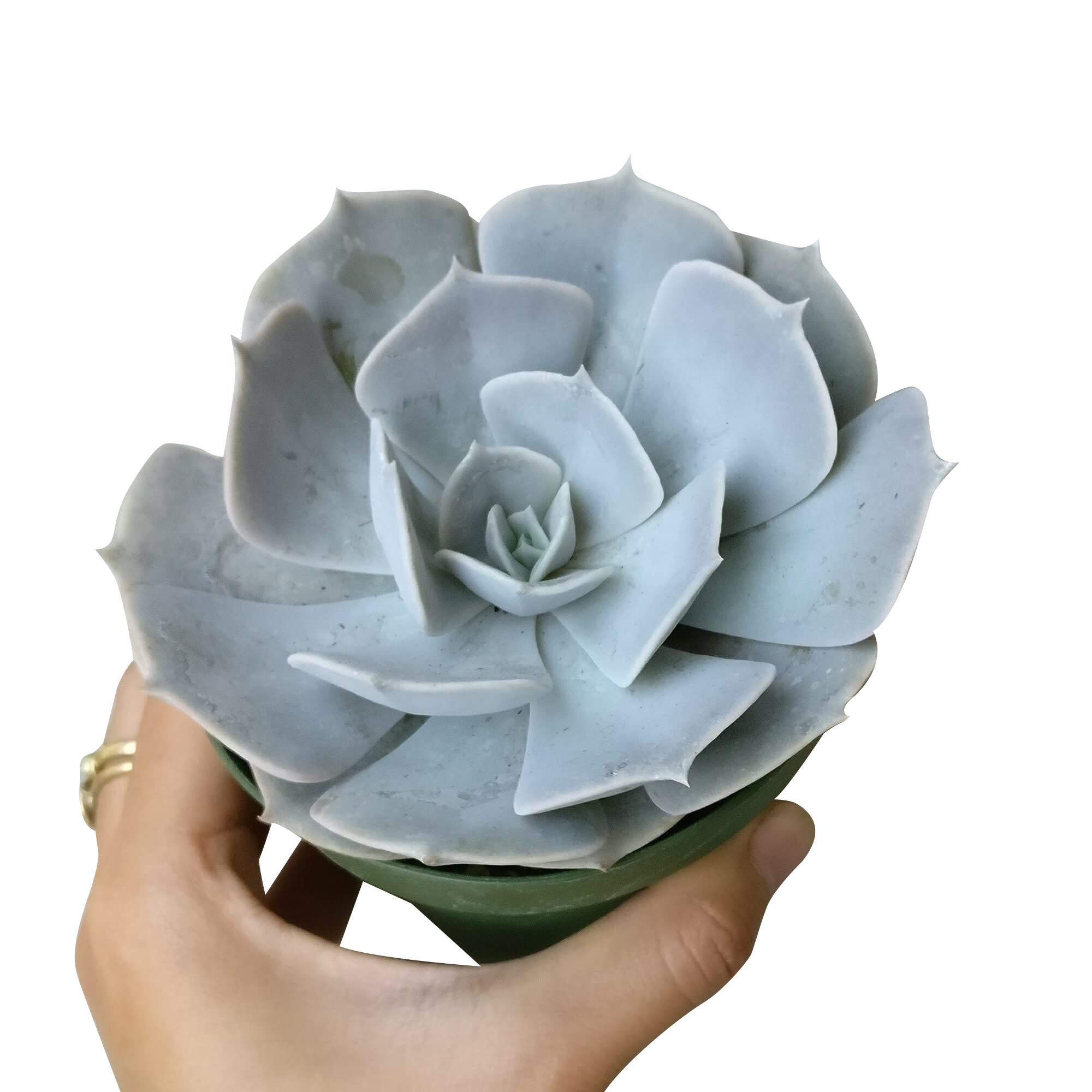 ghost echeveria succulent Ghost Echeveria | Echeveria lilacina Succulent | Care Guide
