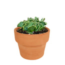 Giant Jewel Plant Succulent Cactus