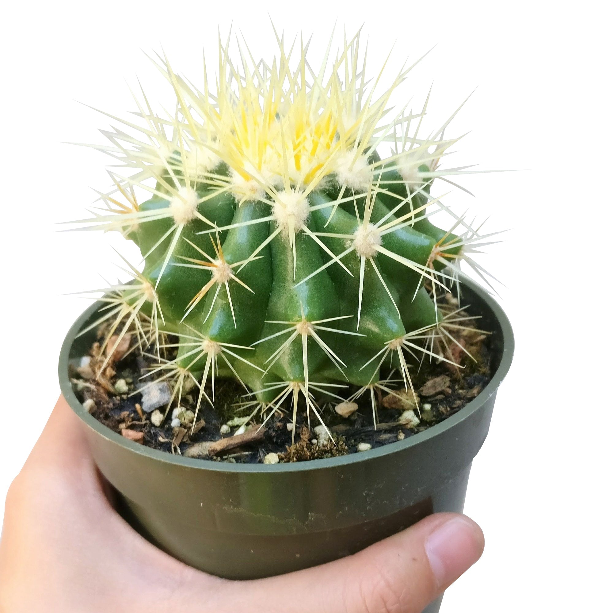 crate and barrel succulents Golden Barrel Cactus 2 inch by Succulents Box