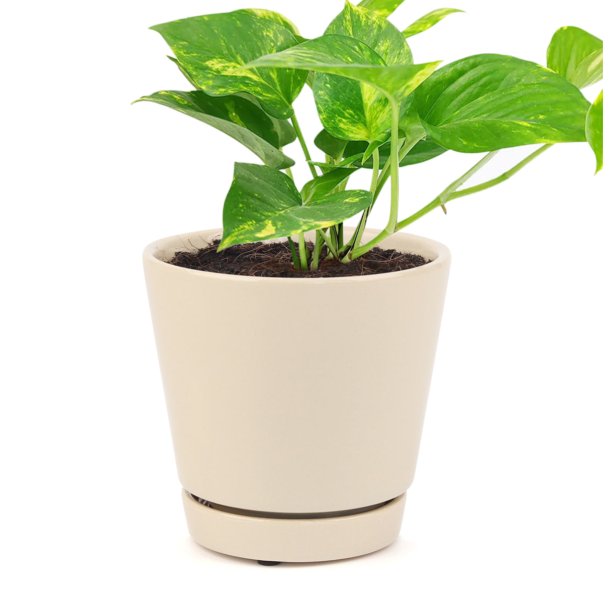 Golden Pothos, air-purifying houseplant, plants recommended by NASA for cleaning indoor air, best indoor houseplant for beginners