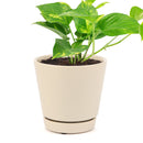 Golden Pothos, air-purifying houseplant, plants recommended by NASA for cleaning indoor air, care tips for growing golden pothos