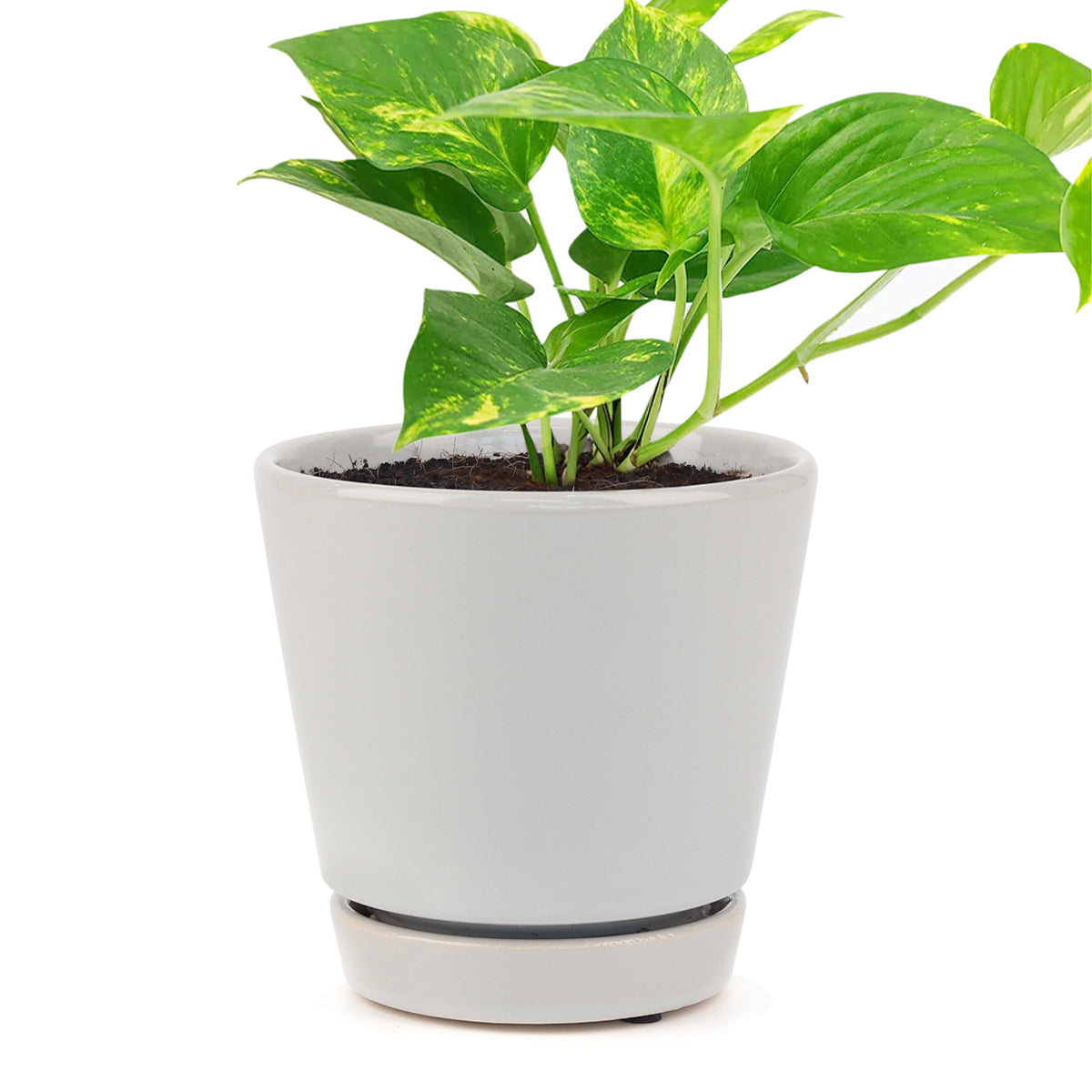 Golden Pothos, air-purifying houseplant, plants recommended by NASA for cleaning indoor air, buy pothos houseplant online