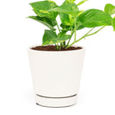 Golden Pothos, air-purifying houseplant, plants recommended by NASA for cleaning indoor air, care tips for growing golden pothos