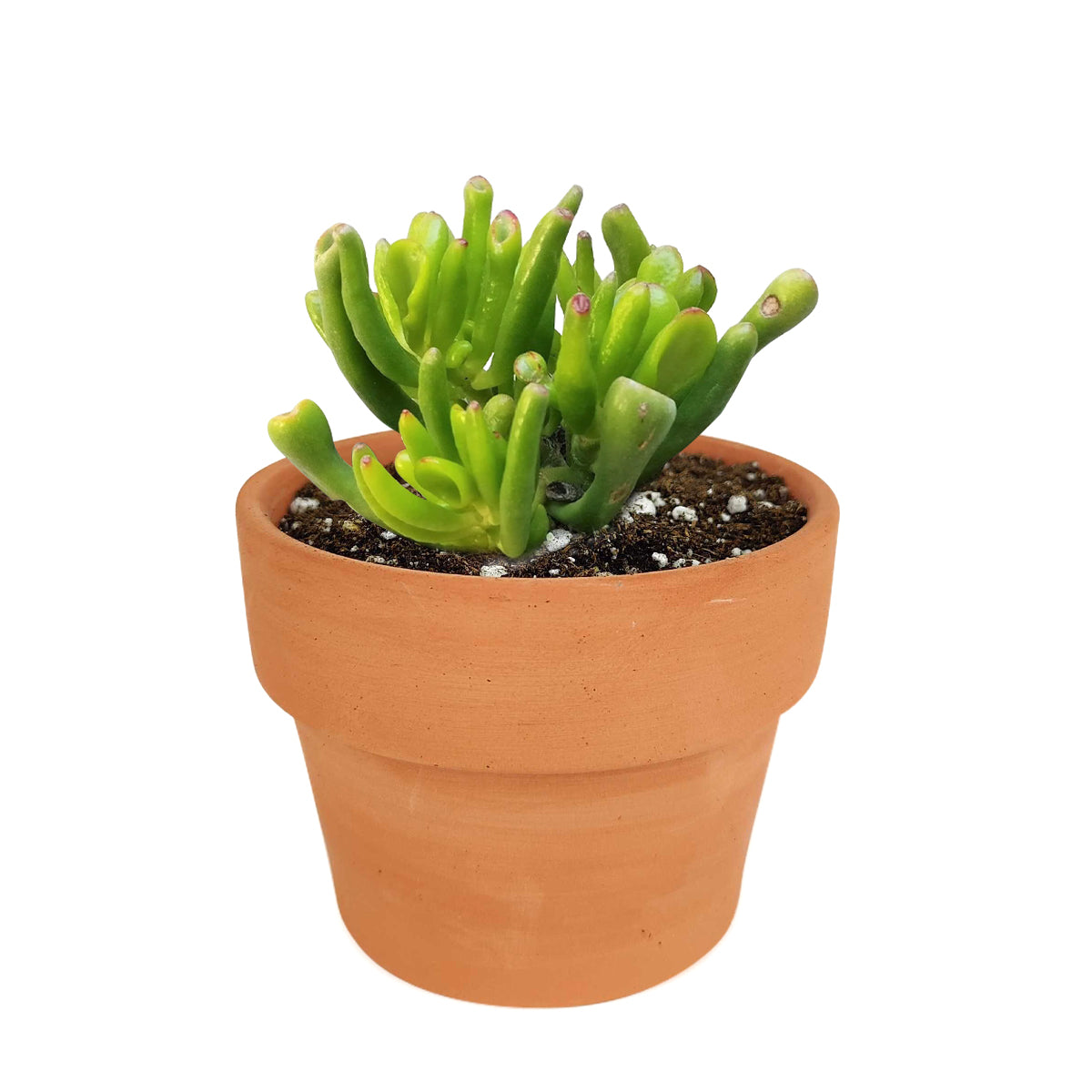  How to grow gollum jade crassula, crassula, crassula plant, crassula succulent, crassula types, crassula varieties, types of crassula, crassula species, crassulas, succulent crassula, dwarf jade plant, jade plant for sale, lucky plant for sale, money tree for sale