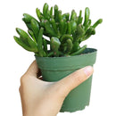 jade plant care, indoor succulents, succulent subscription, succulent care guide, succulent plant, cactus, succulents garden, Succulents, monthly succulents, jade plant in California, How to grow jade plant, crassula, crassula plant, crassula succulent, crassula types, crassula varieties, types of crassula, crassula species, crassulas, succulent crassula, dwarf jade plant, jade plant for sale, lucky plant for sale, money tree for sale