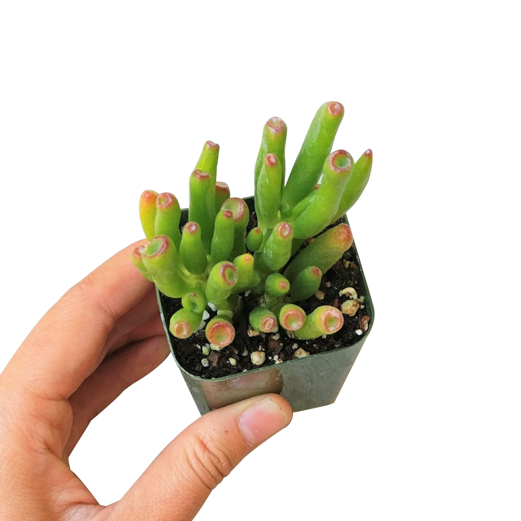 gollum jade plants Gollum Jade Crassula