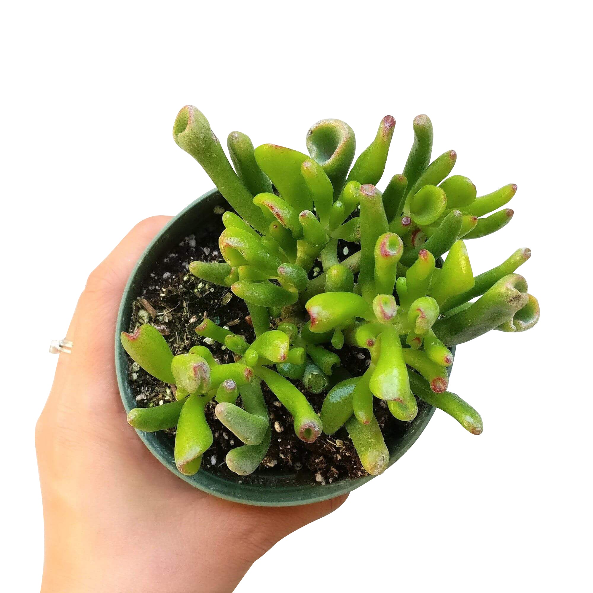 ogre jade plant Gollum Jade Crassula