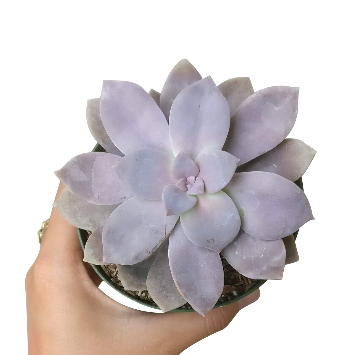 Graptopetalum Superbum, Rare succulents, succulent plant, succulents shop in California, indoor succulents, succulent subscription, Succulents, succulent care tips, monthly succulents, Graptopetalum Plant in California, How to grow Graptopetalum Plant, rare succulents, rare succulents for sale, unique succulents, buy succulents online, rare succulent, succulent shop, unusual succulents, succulent store, succulents online