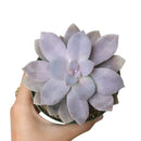  succulent nursery, succulent box, rare succulents, rare succulents for sale, unique succulents, buy succulents online, rare succulent, succulent shop, unusual succulents, succulent store, succulents online