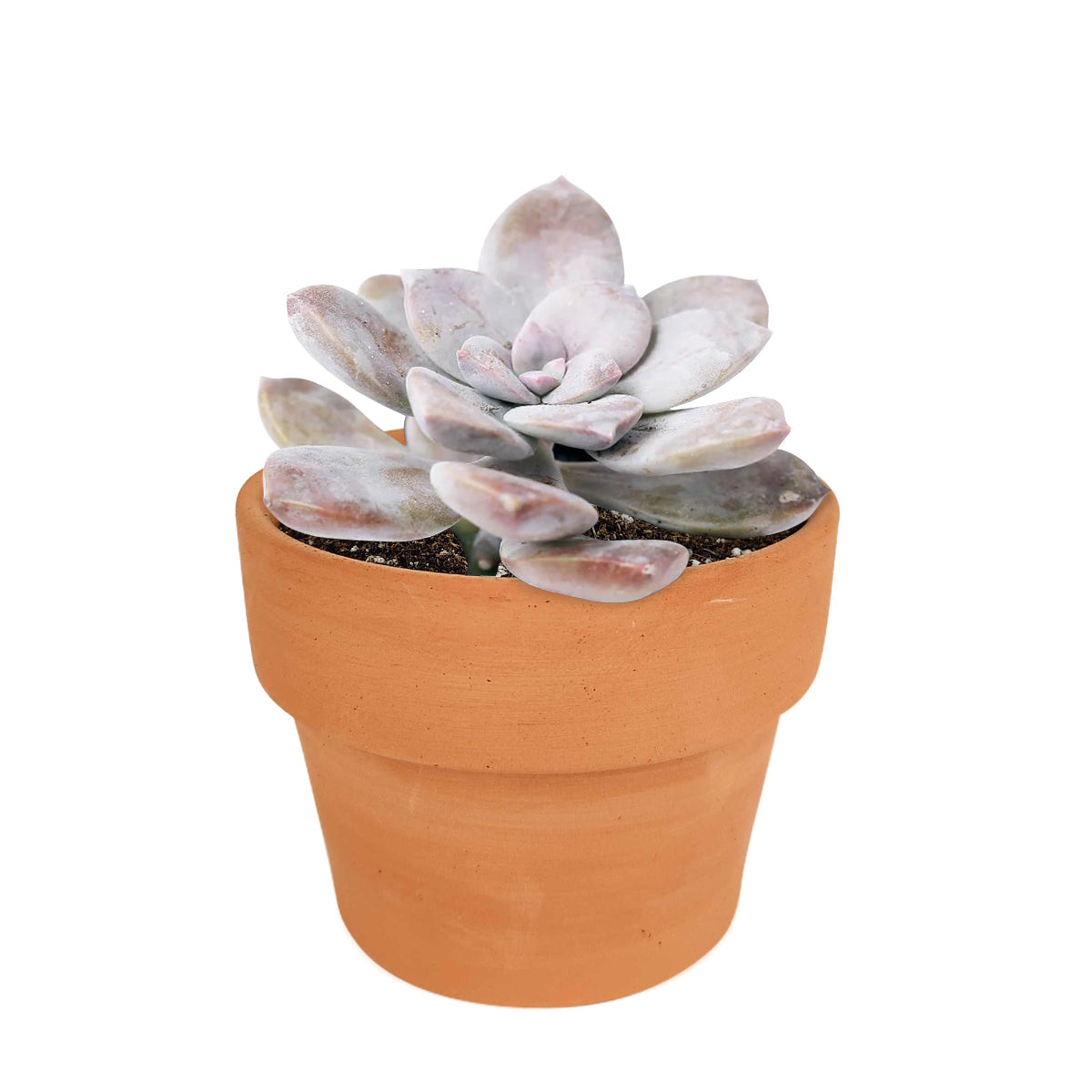 superbum succulent Graptopetalum Superbum Pentandrum For Sale with Care Guide 2 inch / Plastic Pot by Succulents Box