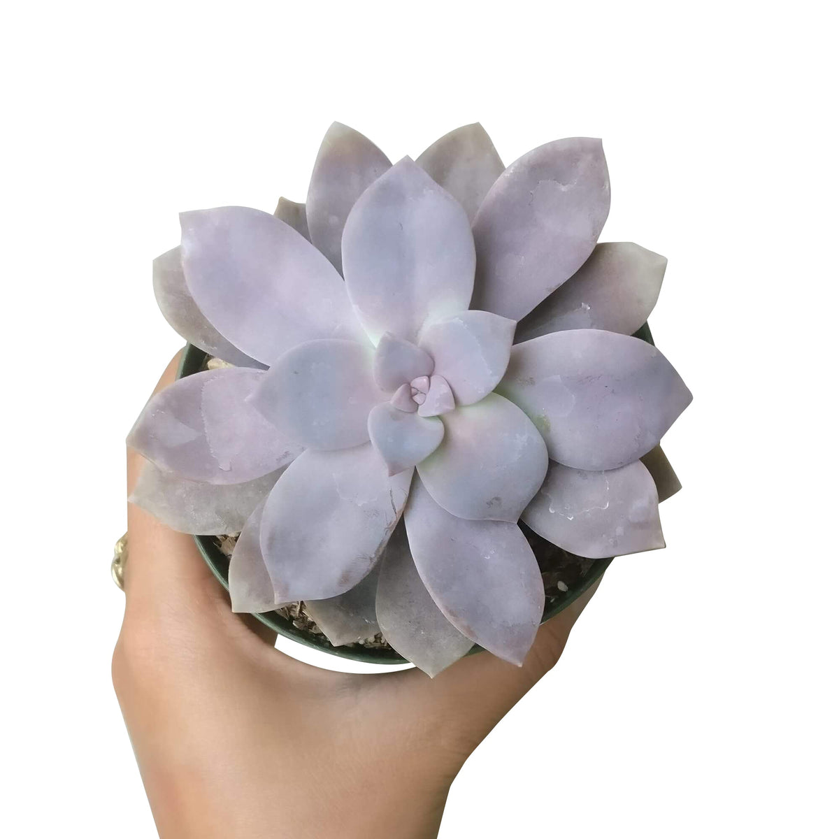 Graptopetalum Superbum, Rare succulents, succulent plant, succulents shop in California, indoor succulents, succulent subscription, Succulents, succulent care tips, monthly succulents, Graptopetalum Plant in California, How to grow Graptopetalum Plant, rare succulents, rare succulents for sale, unique succulents, buy succulents online, rare succulent, succulent shop, unusual succulents, succulent store, succulents online