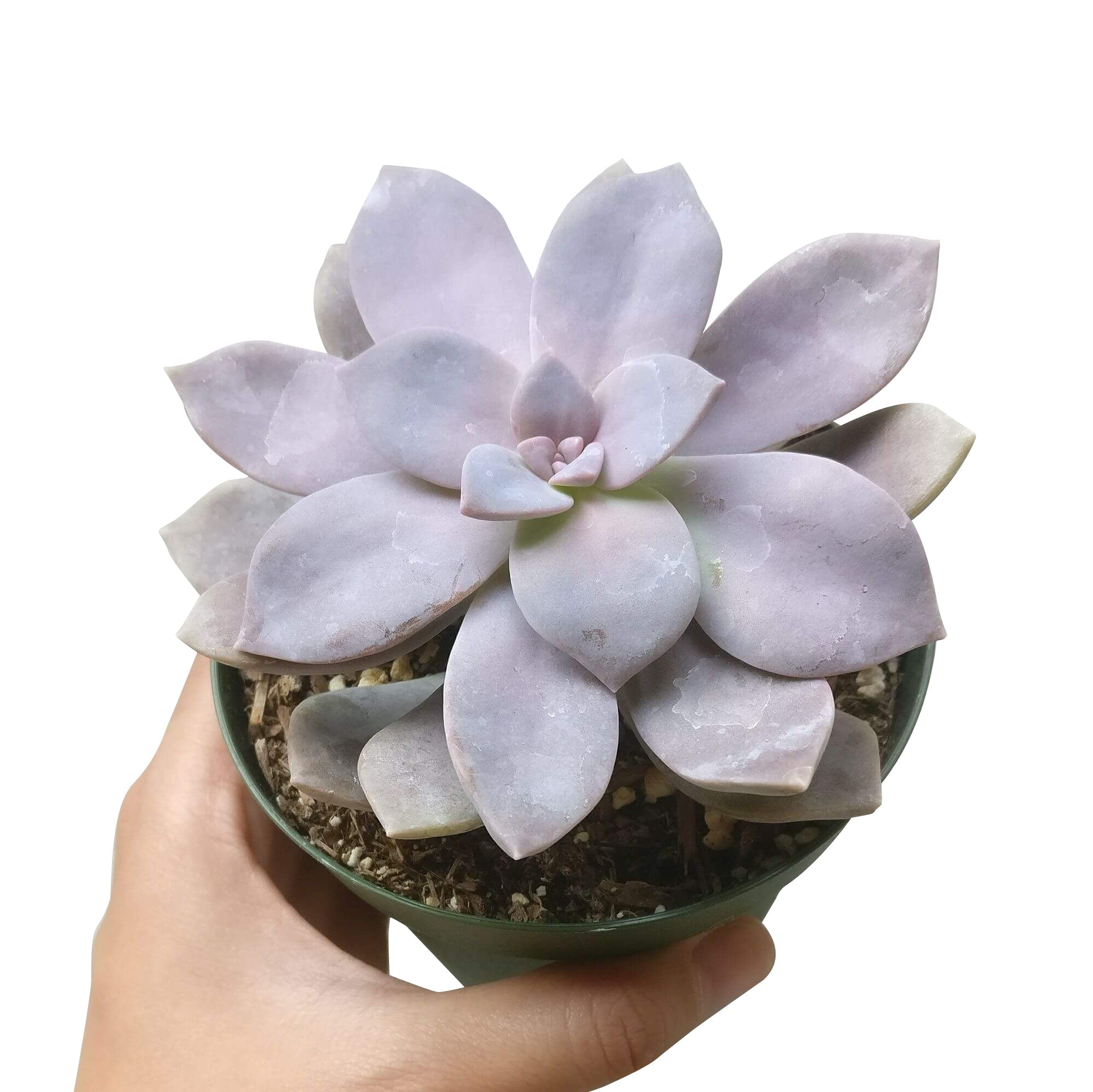 superbum succulent care Graptopetalum Superbum Pentandrum For Sale with Care Guide 2 inch / Plastic Pot by Succulents Box
