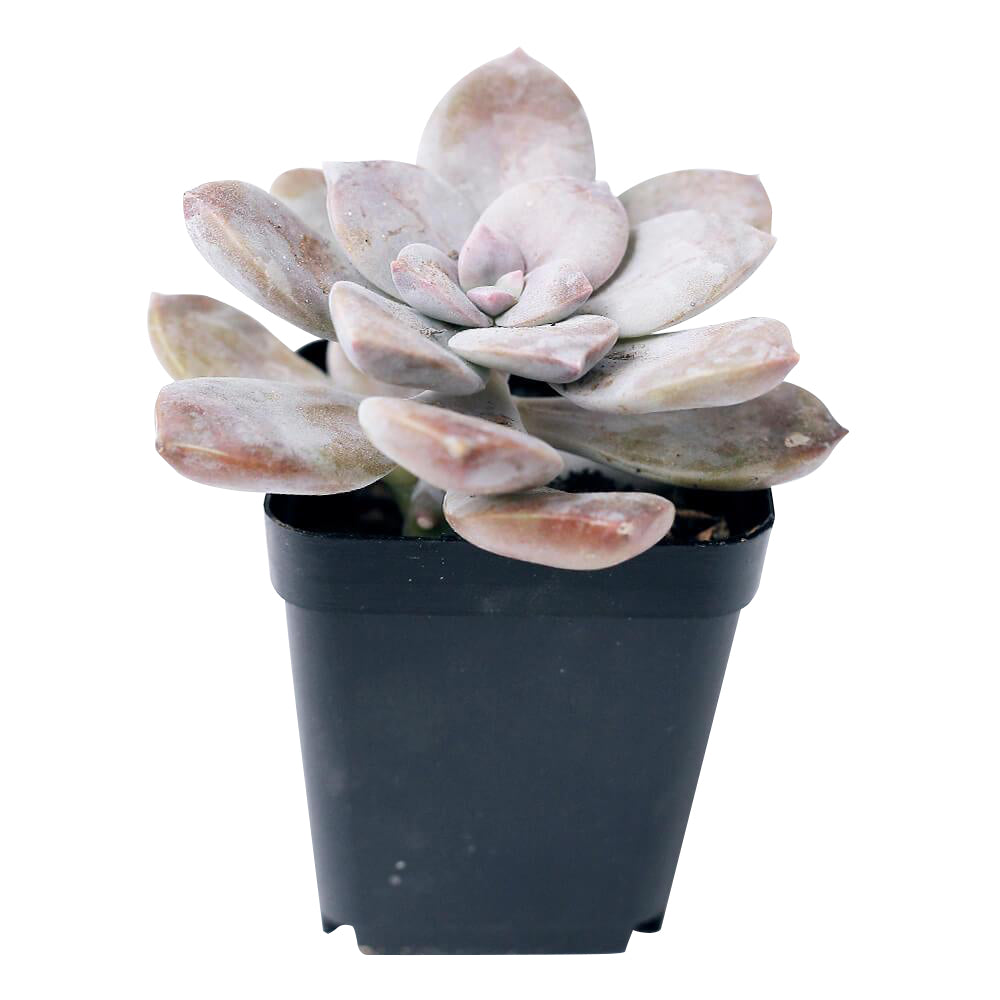 Graptopetalum Superbum, Rare succulents, succulent plant, succulents shop in California, indoor succulents, succulent subscription, Succulents, succulent care tips, monthly succulents, Graptopetalum Plant in California, How to grow Graptopetalum Plant, rare succulents, rare succulents for sale, unique succulents, buy succulents online, rare succulent, succulent shop, unusual succulents, succulent store, succulents online