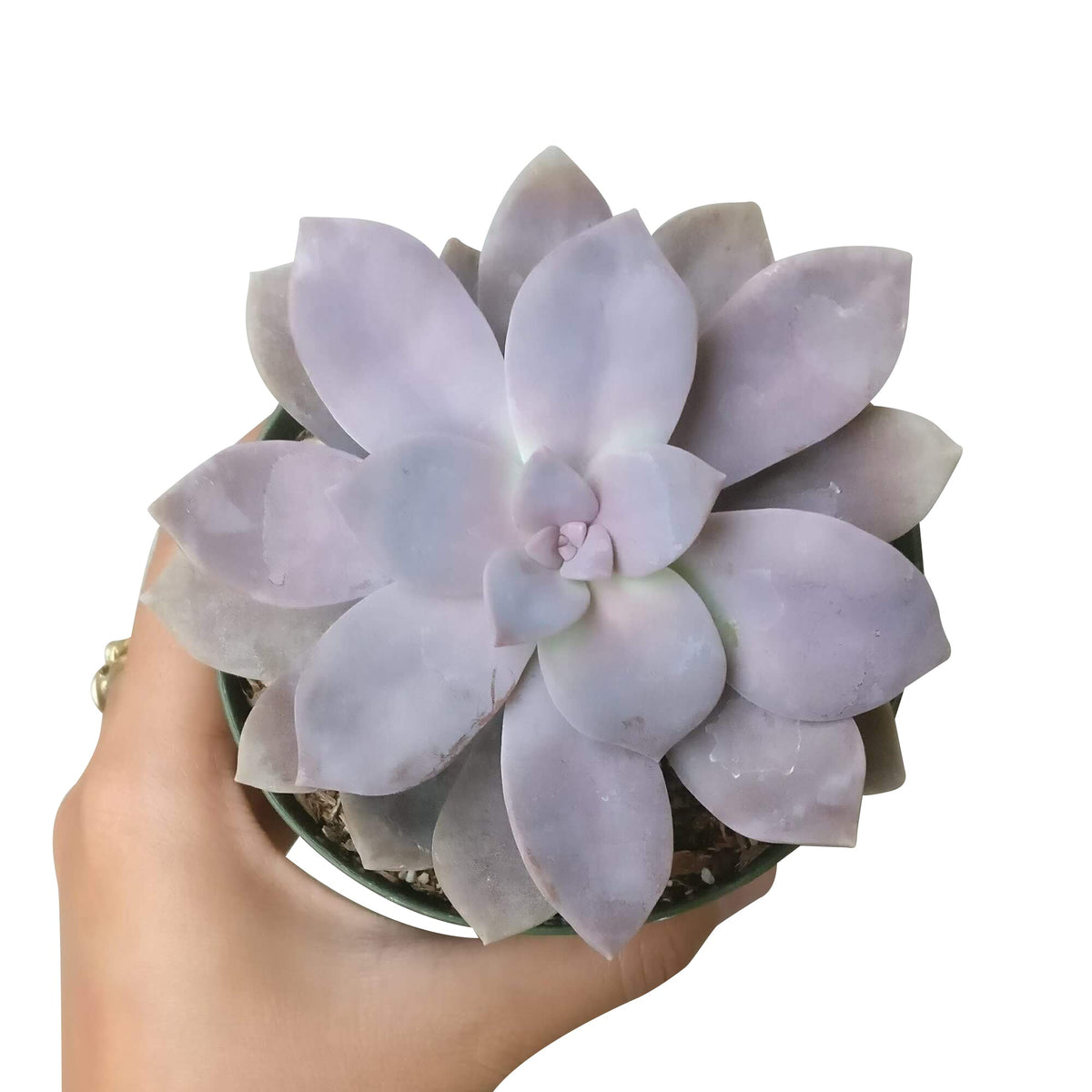 Graptopetalum Superbum, Rare succulents, succulent plant, succulents shop in California, indoor succulents, succulent subscription, Succulents, succulent care tips, monthly succulents, Graptopetalum Plant in California, How to grow Graptopetalum Plant, rare succulents, rare succulents for sale, unique succulents, buy succulents online, rare succulent, succulent shop, unusual succulents, succulent store, succulents online
