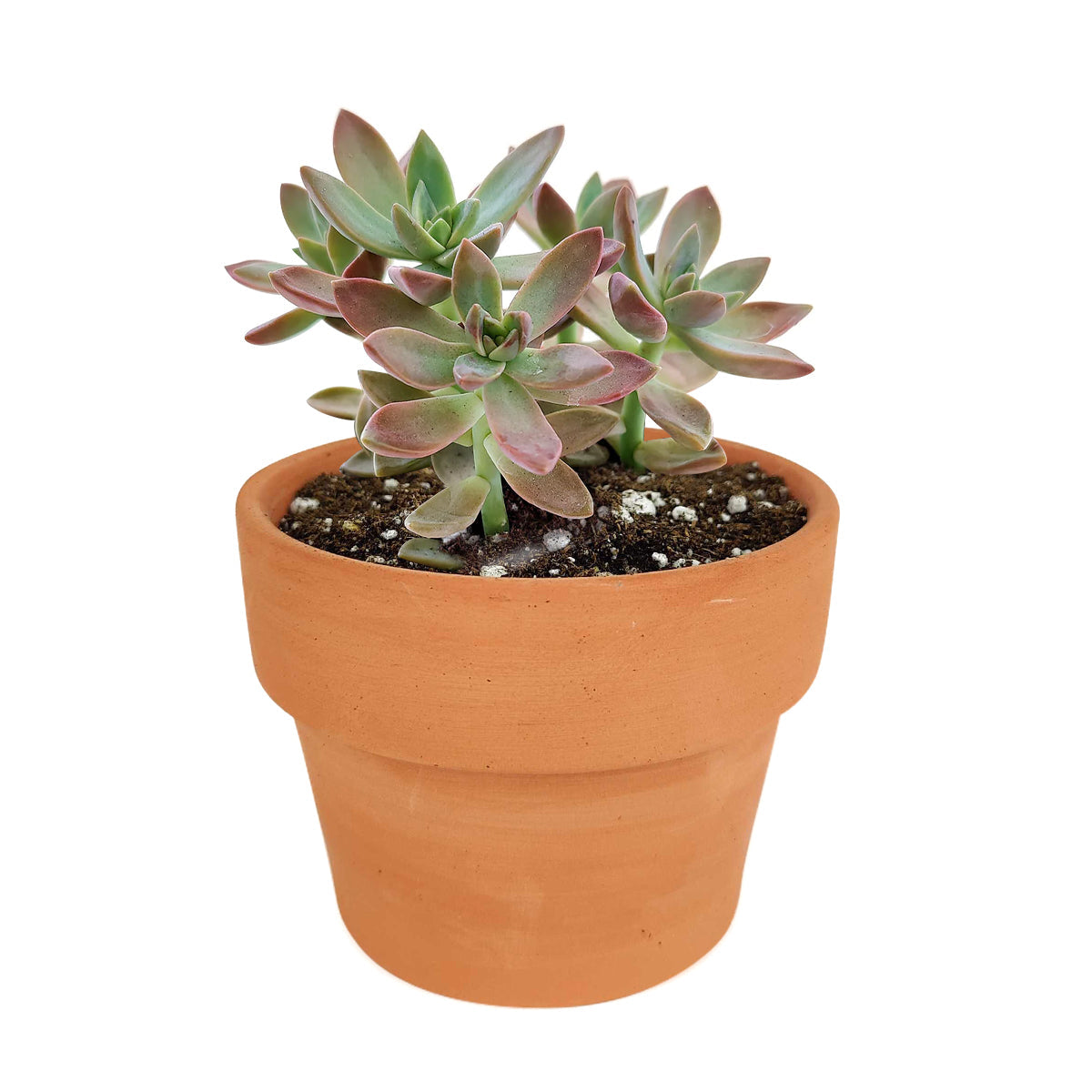 california sunset succulent indoors Graptosedum California Sunset Purple Succulent For Sale