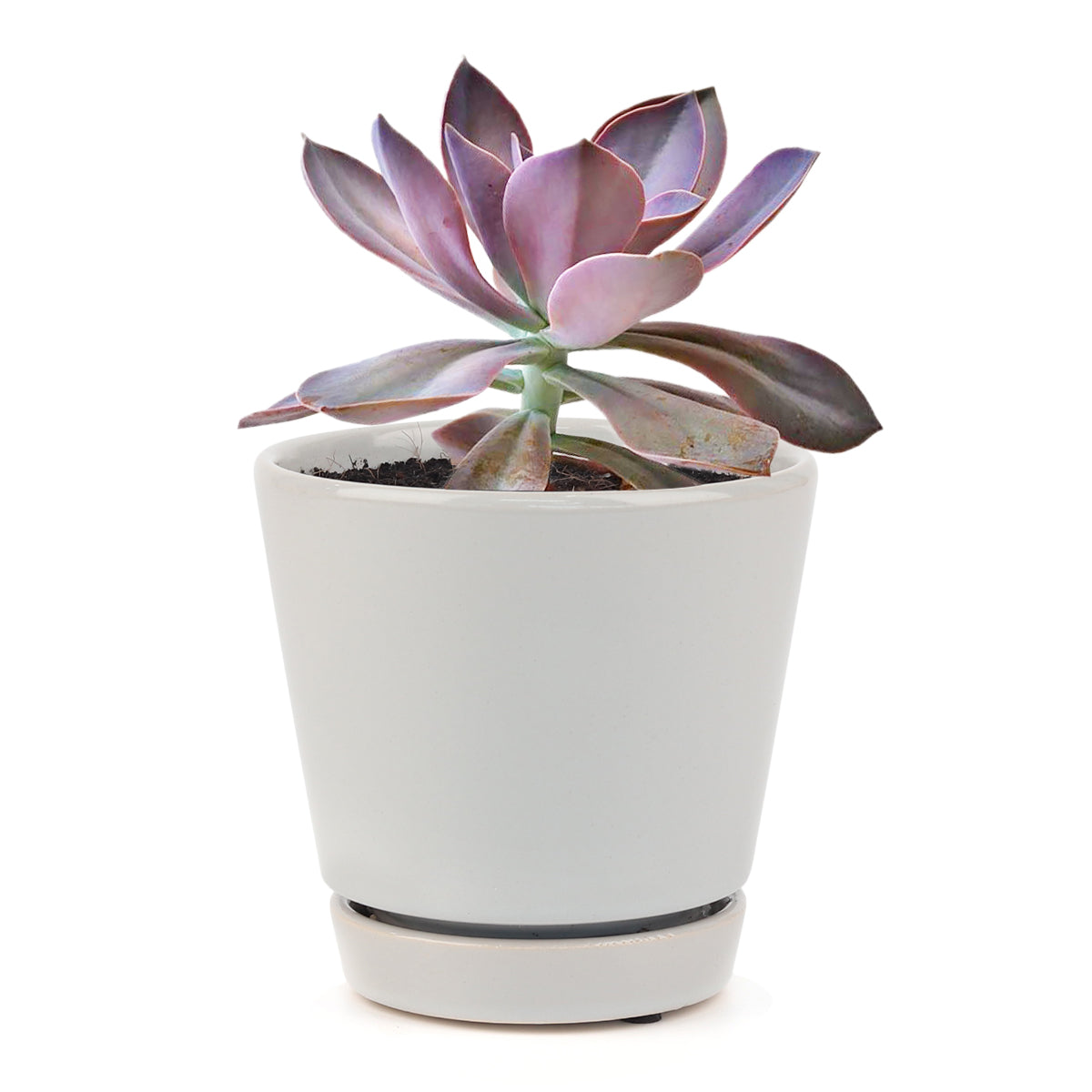 Graptoveria Fred Ives in California, How to grow Graptoveria Fred Ives, rare succulents, rare succulents for sale, unique succulents, buy succulents online, rare succulent, succulent shop, unusual succulents, succulent store, succulents online, care tips for growing Graptoveria Fred Ives