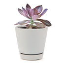 Graptoveria Fred Ives in California, How to grow Graptoveria Fred Ives, rare succulents, rare succulents for sale, unique succulents, buy succulents online, rare succulent, succulent shop, unusual succulents, succulent store, succulents online, buy Graptoveria Fred Ives online