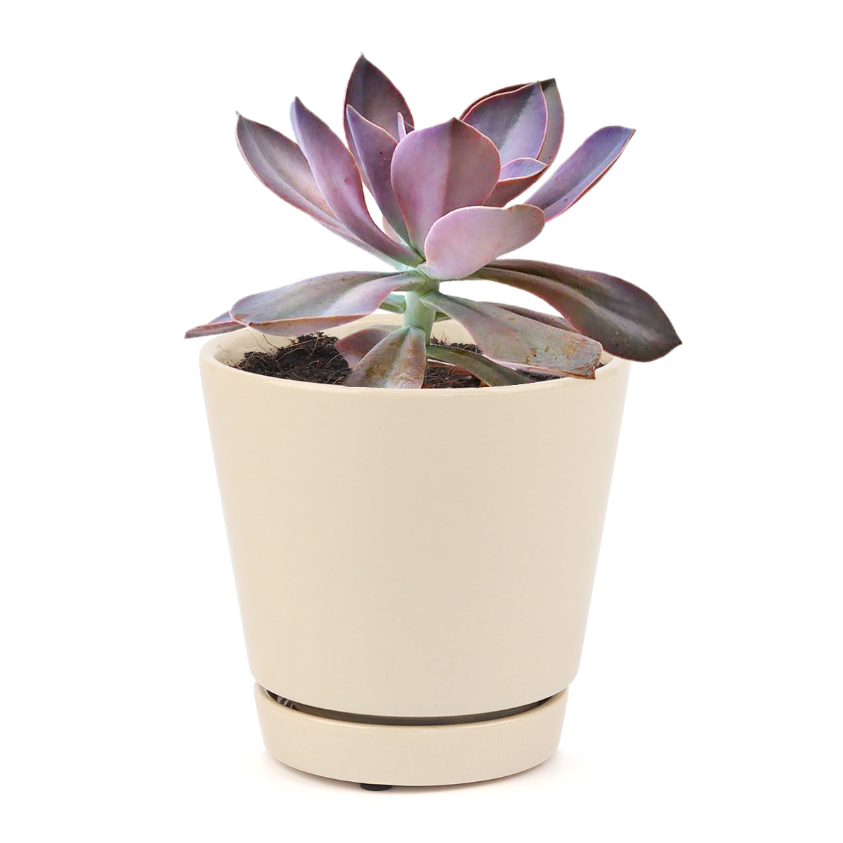 Graptoveria Fred Ives in California, How to grow Graptoveria Fred Ives, rare succulents, rare succulents for sale, unique succulents, buy succulents online, rare succulent, succulent shop, unusual succulents, succulent store, succulents online, buy Graptoveria Fred Ives online