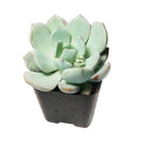 succulents store in CA, succulent subscription, succulent plant, Graptoveria Moonglow in California, How to grow Graptoveria Moonglow, rare succulents, rare succulents for sale, unique succulents, buy succulents online, rare succulent, succulent shop, unusual succulents, succulent store, succulents online