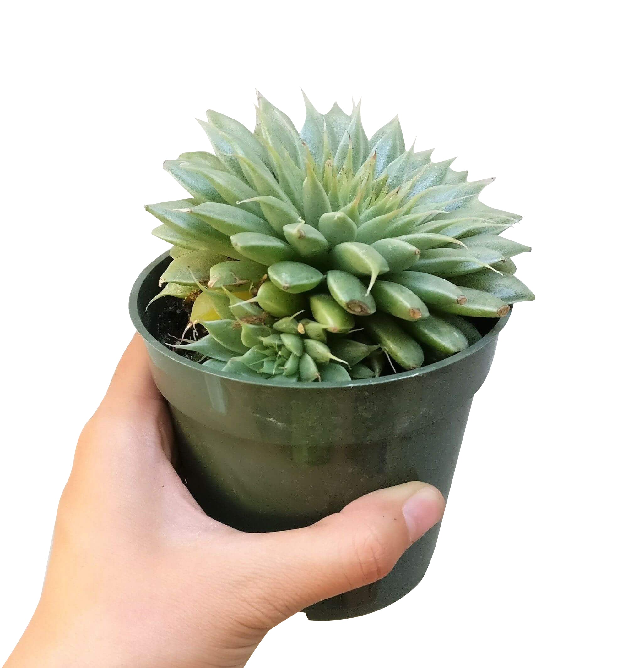 succulent that looks like a star Graptoveria Silver Star Succulent For Sale